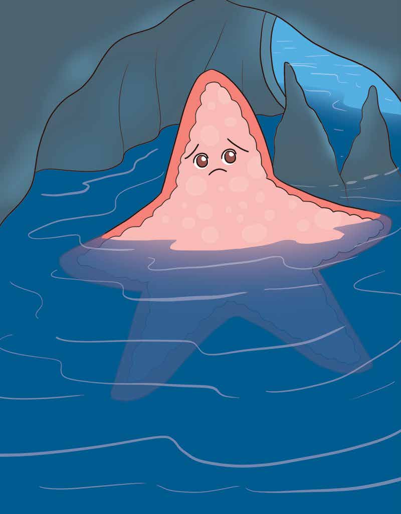 Sandy the Starfish